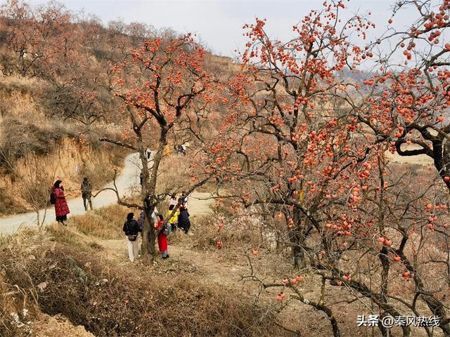 彬州市：多举措提升罗店村柿林观赏地游客满意度