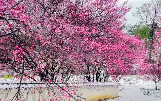 大寒至，雪满黄陂梅正香！