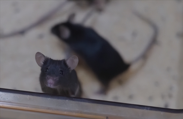 从300到4只！神舟二十一号选拔，小鼠过五关斩六将