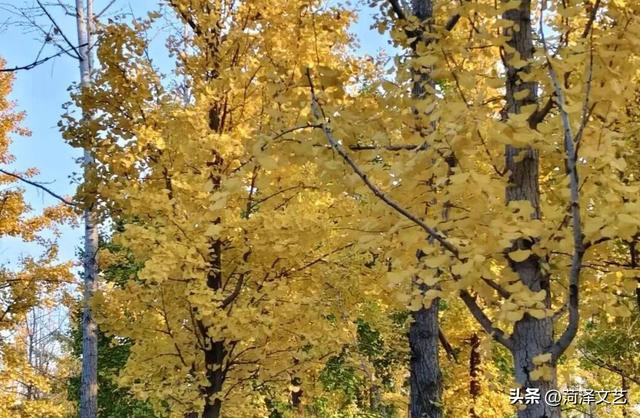 鄄城濮水公园层林尽染 秋色如画引客来