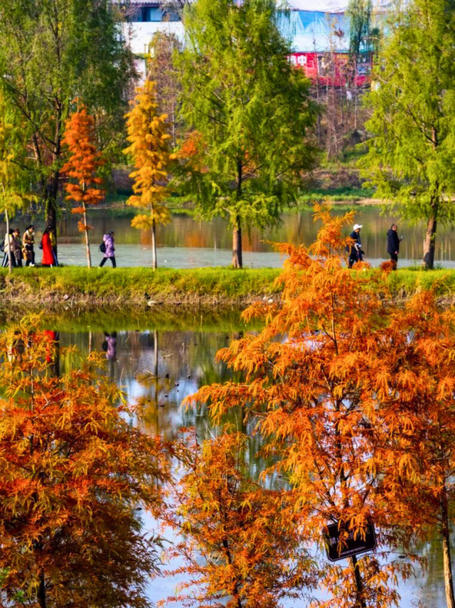 初冬必去，这里的水上彩林美成油画！