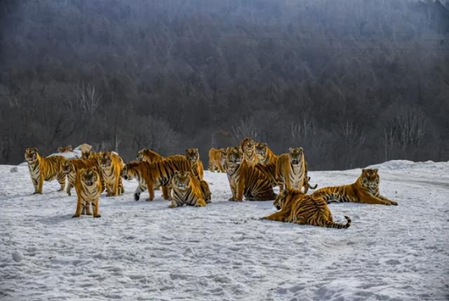 热雪之上，雾凇之下！八条线路畅玩冬日牡丹江