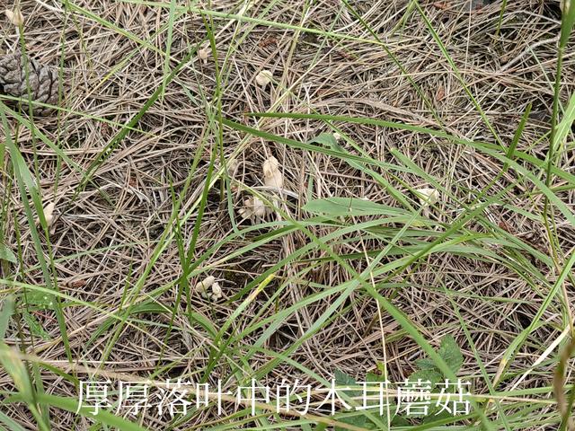 采蘑菇