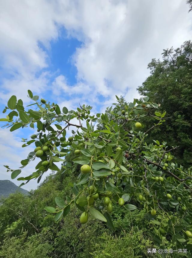 秋季到了，始祖山的小酸枣渐渐变红了，登山的人们脸也红了