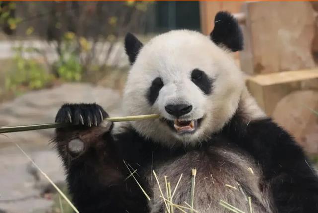 大胆猜：“双节”假期，岳阳来了多少人？