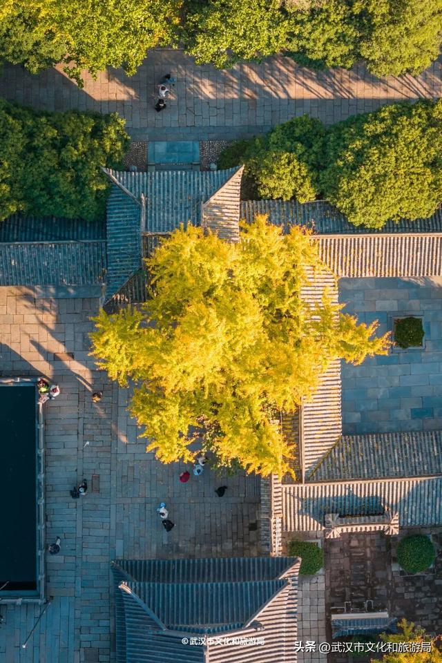 限时绝美！武汉街头颜值巅峰，地铁直达