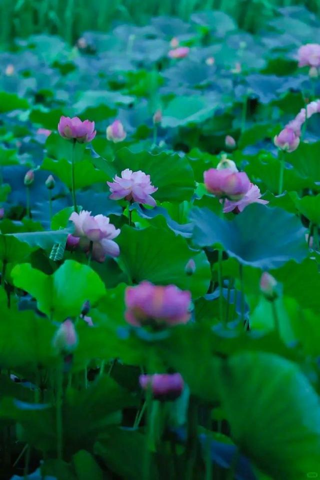 上海1800平荷花秘境免费打卡