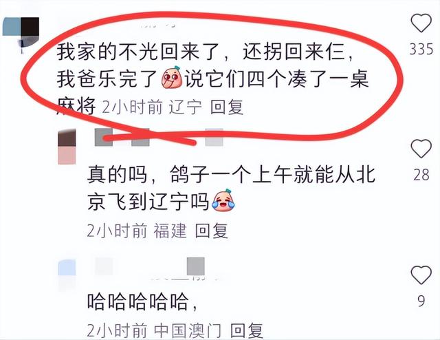 笑不活了！九三阅兵结束后鸽子走失，网友：你叔家20只 就回来4个