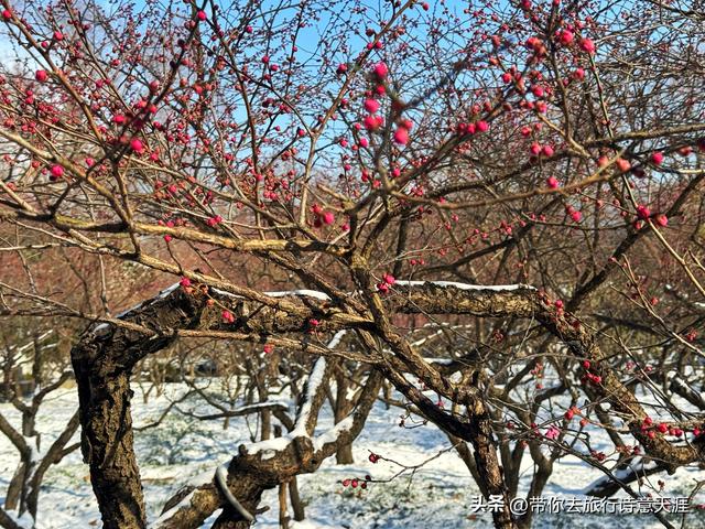 南京2026年第一场雪，梅花山、琵琶湖雪景