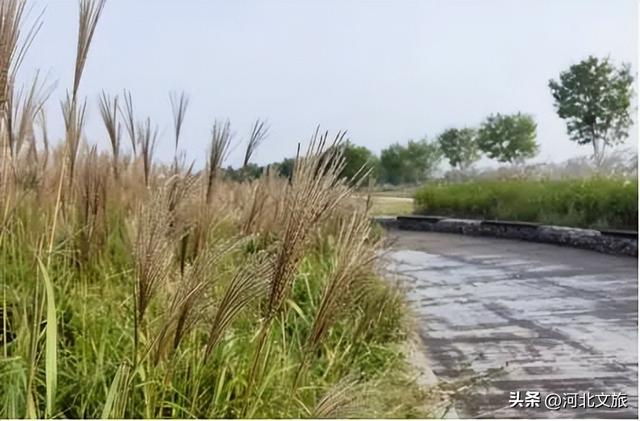 别错过！石家庄市城区赏秋最全指南，来啦→