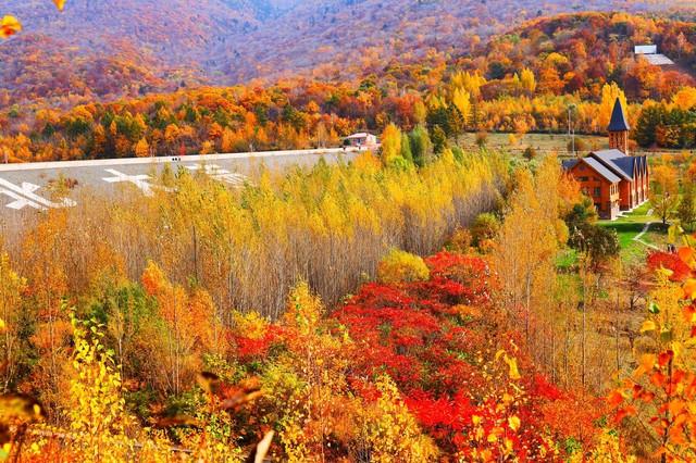 别老盯着南方枫叶乌桕，东北这地方也有你苦寻的秋色美！