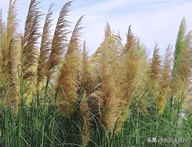成都市区最美芦苇花，如烟如雾，超美，不要门票，地铁公交直达！