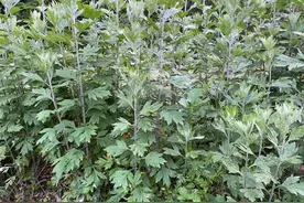 “艾草三不挂，挂了不安康”，是哪三不挂？端午节为什么挂艾草？图片