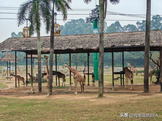 参观广州长隆野生动物园，全程感觉眼累手累腿不累