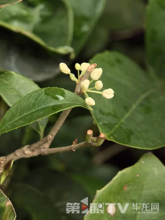 桂花开了！ 重庆这些赏桂地收藏起来慢慢逛