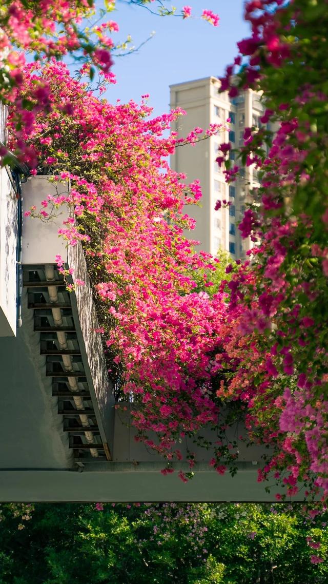 厦门的冬天给北方朋友一点小小震撼~