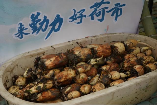 火爆全网的“荷花市集”,太仓也有了!