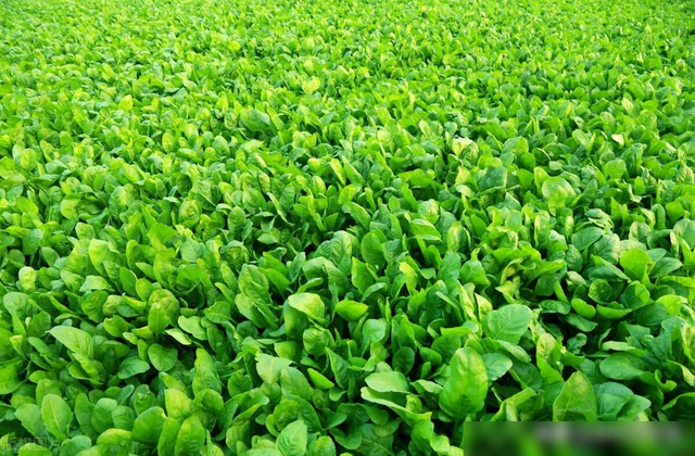 7月底到8月适合种什么菜？这些要赶紧种植了，别错过最佳播种时间