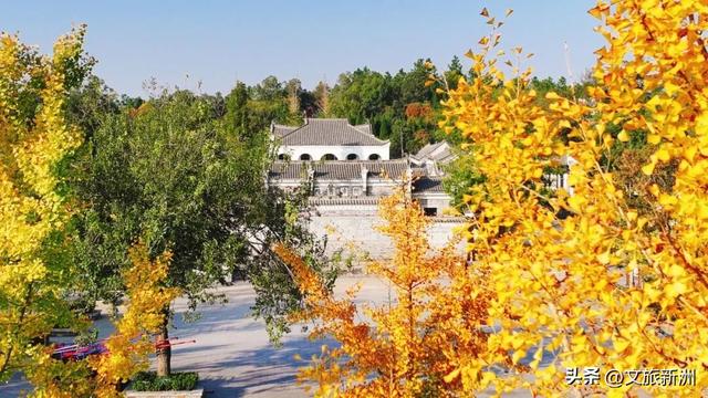 红枫公路、孤独的树......新洲这波秋日「隐藏款」，你知道几个？