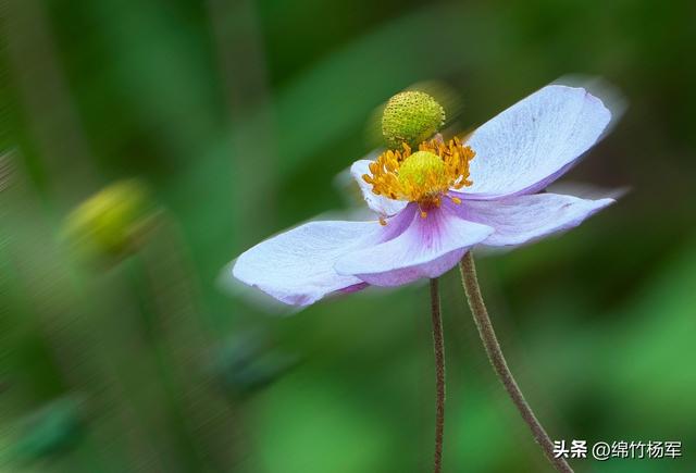 深秋棚花村：绵竹山间的秋色画卷