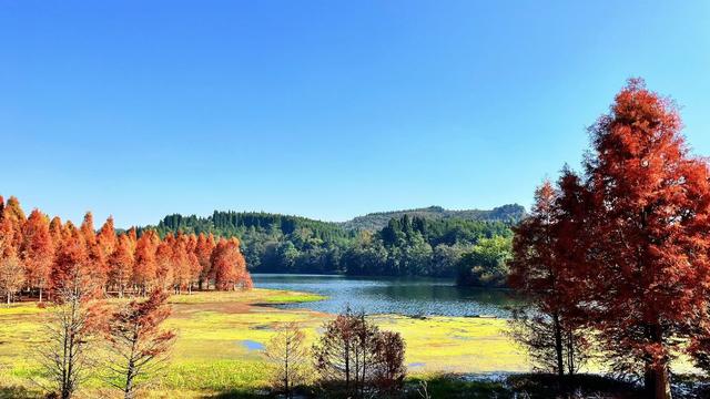 昆明三家村水库｜抓住水杉最后一抹红