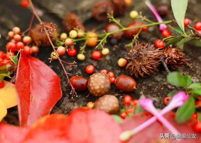 免费推荐！成都0.5h秋日免费打野攻略！摘柿子/板栗/八月瓜/野梨