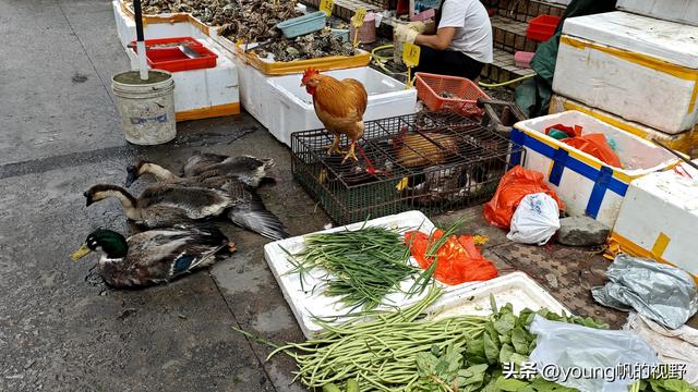 广州南沙金洲，一个充满市井生活气息的地方……