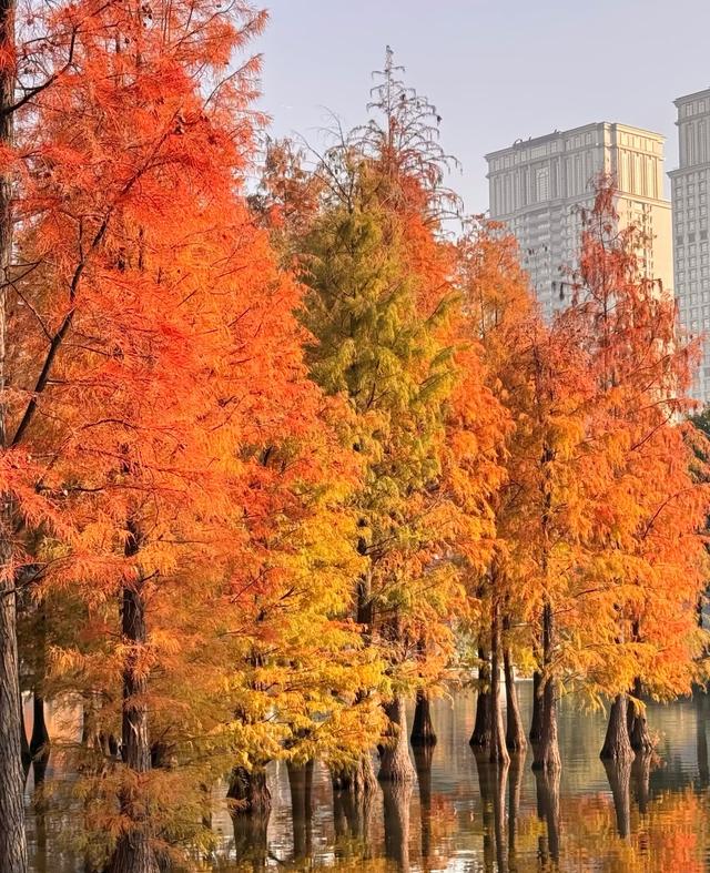 秋冬限定浪漫！接下来佛山6大落羽杉打卡地赶紧收藏！