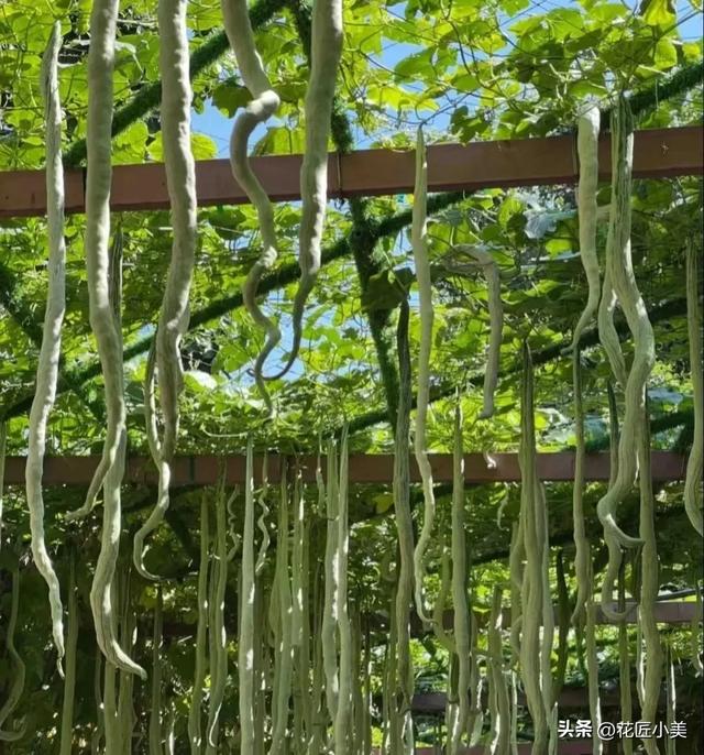 妈妈在老家种了一架“蛇瓜”，产量高到吃不完，网友：看着就怕