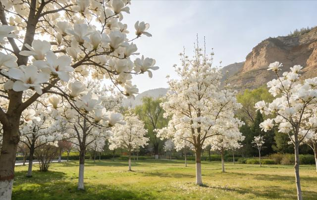 兰州植物园玉兰开疯了！4月必去，错过等一年