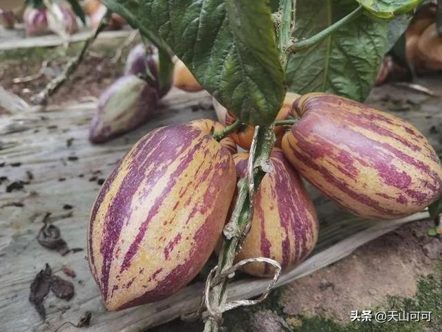 人参果有籽无籽区别，哪种甜又好吃？
