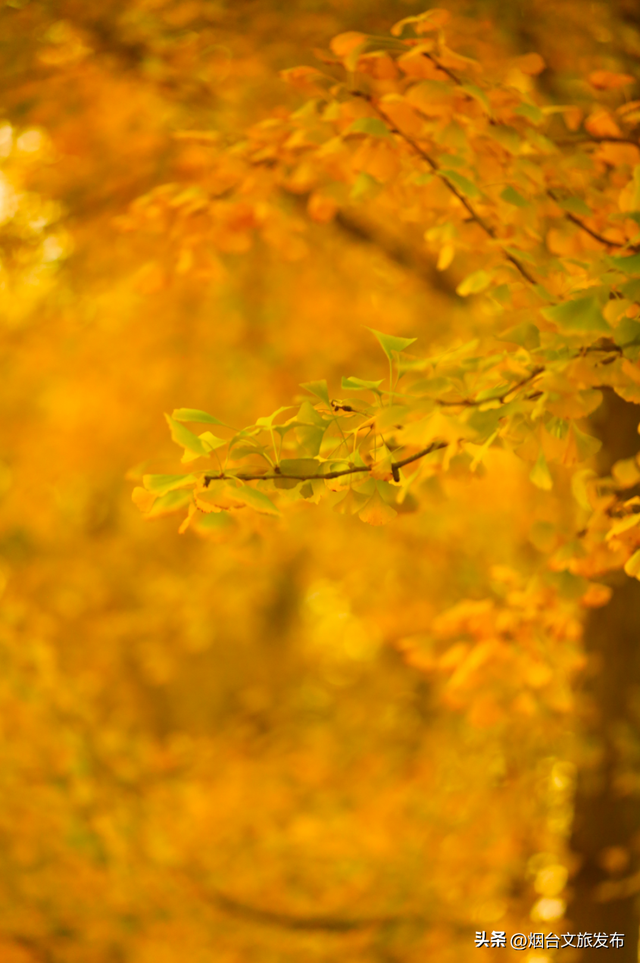 【乐游烟台】这是一份来自“金色梦境”的邀约，一起来撒欢