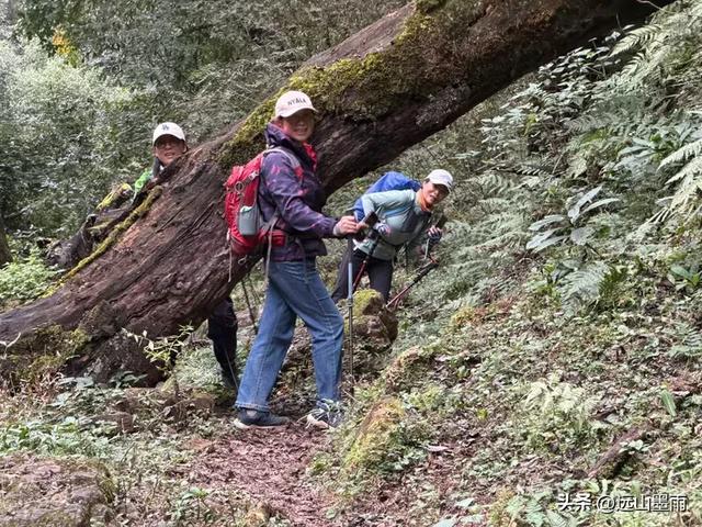 徒步武定香水箐,赏野草香飘、听溪流淙淙,徜徉绿水青山中,惬意