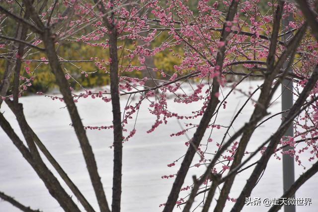 寒潮降雪妆点鄂州 多个景点变身银装世界