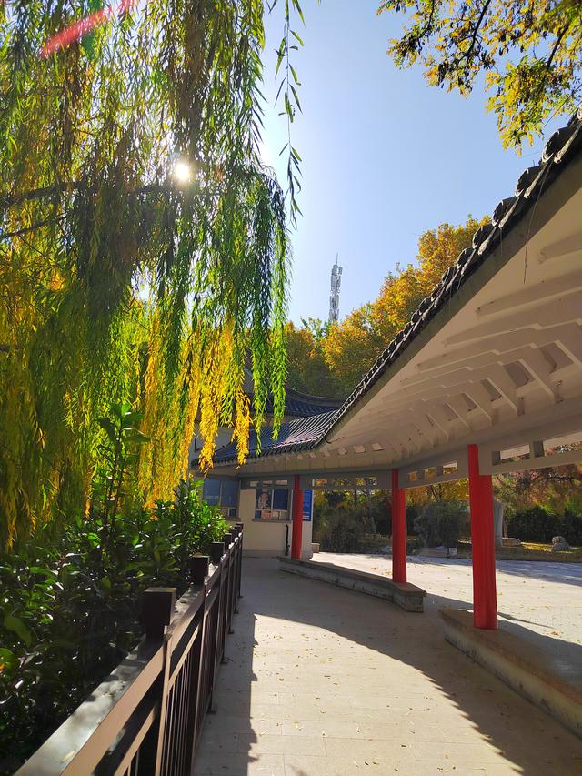 初冬，石家庄裕西公园落叶飘飘！