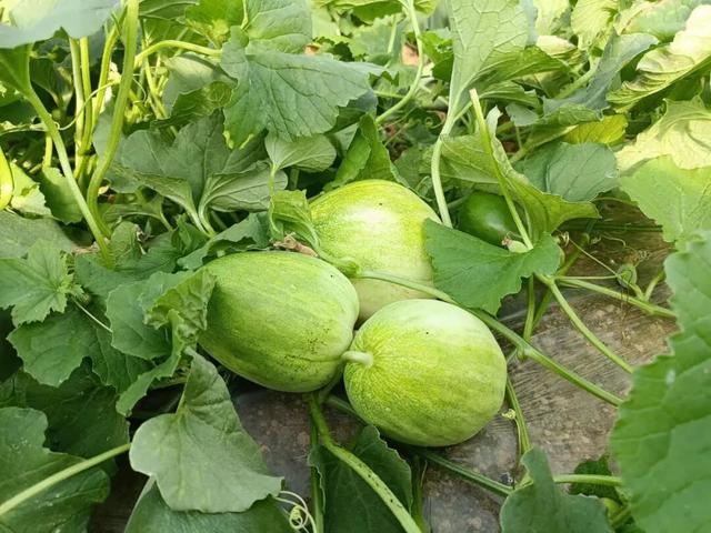 来体验，你没见过的小镇四季！