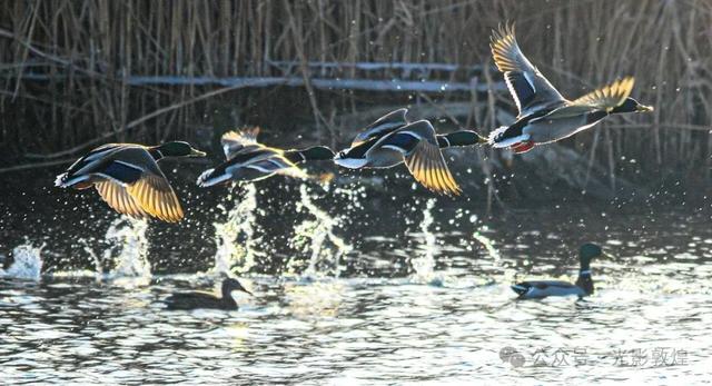 【冬天的野麻湾】阳关雪及野麻湾的飞鸟