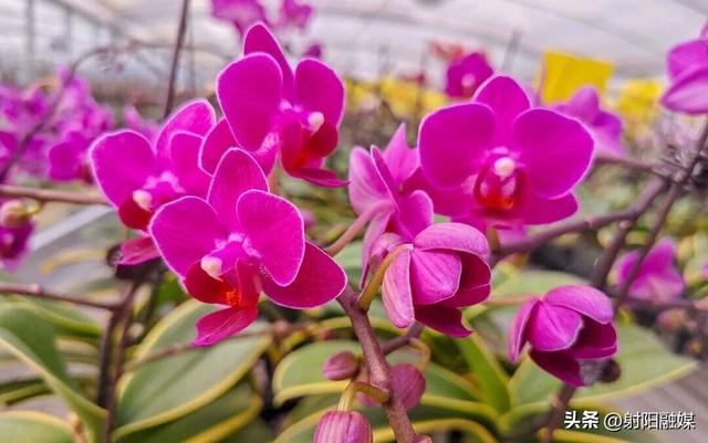 看完这朵看那朵🤩