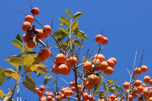 跟着色彩游临沂 | 柿子熟了・田园采摘之旅，承包你的秋日快乐