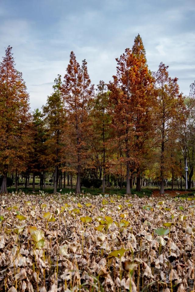 太白湖新区水杉浓度即将达到100%，这份拍照攻略请收好