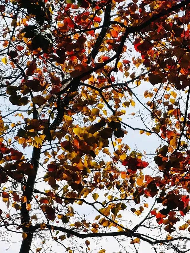 市府路的这几颗乌桕树,你见过吗?现在正是最美的时候!