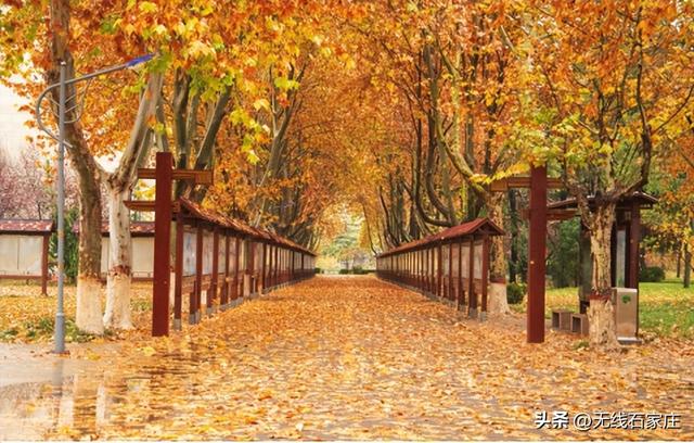 一叶知秋！2025年石家庄市城区赏秋指南来啦 这些地方别错过