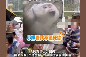 内卷传到了猴界？贵州一动物园猴子“卖力营业”爆红！关键还免费图片