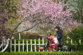 春和景明万物生 花影妖娆香满城图片