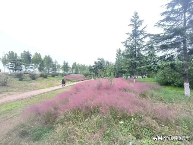 乘上地铁10号线到灞渭桥湿地公园，大片粉黛乱子草等着你打卡！