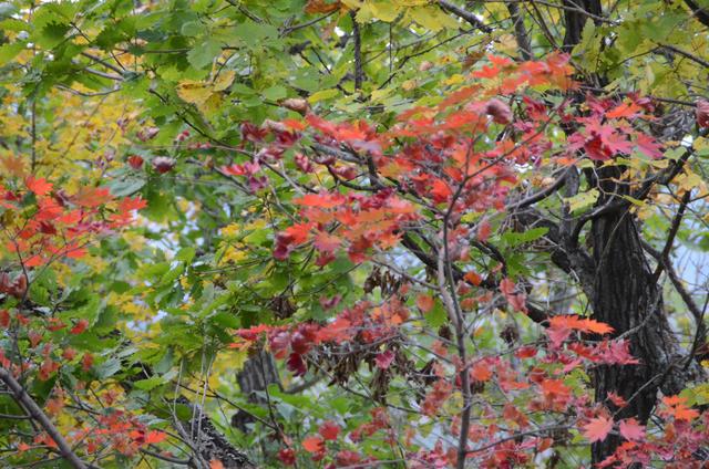 邂逅身边的绝美秋色