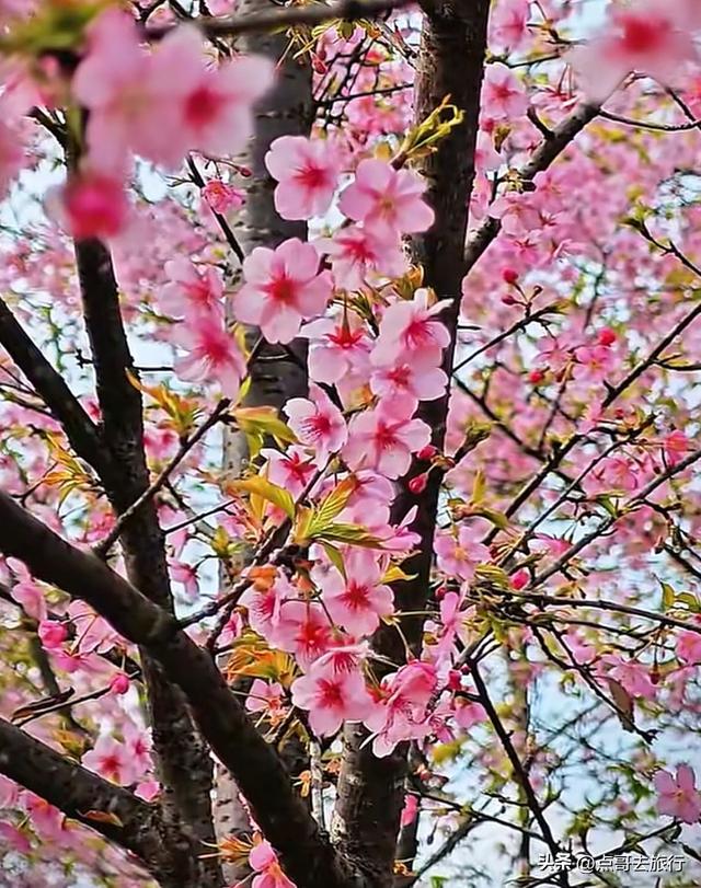 成都附近千亩樱花开了，漫山遍野粉色云霞，超级漂亮，不要门票！