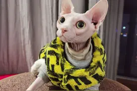 猫咪尾巴的秘密图片