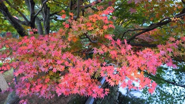 庐山景区开启2025年金秋赏枫季