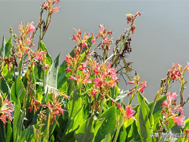 生物浮岛扮靓云梦水域 初冬亲水空间引客来